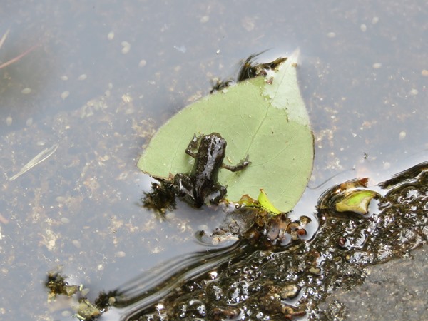 チビガエルIMG_4102