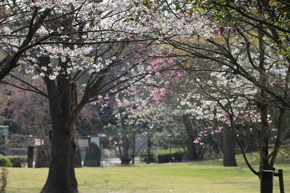 桜160401c