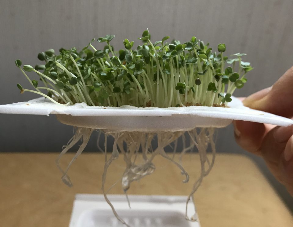 第1回りょうこ先生のなるほどお野菜 -種編-