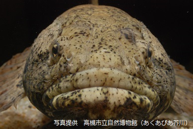 高槻の生きものにふれ隊 -魚の顔ー