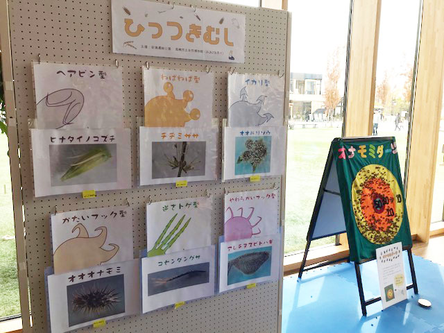 高槻の生きものにふれ隊 -ひっつきむし-