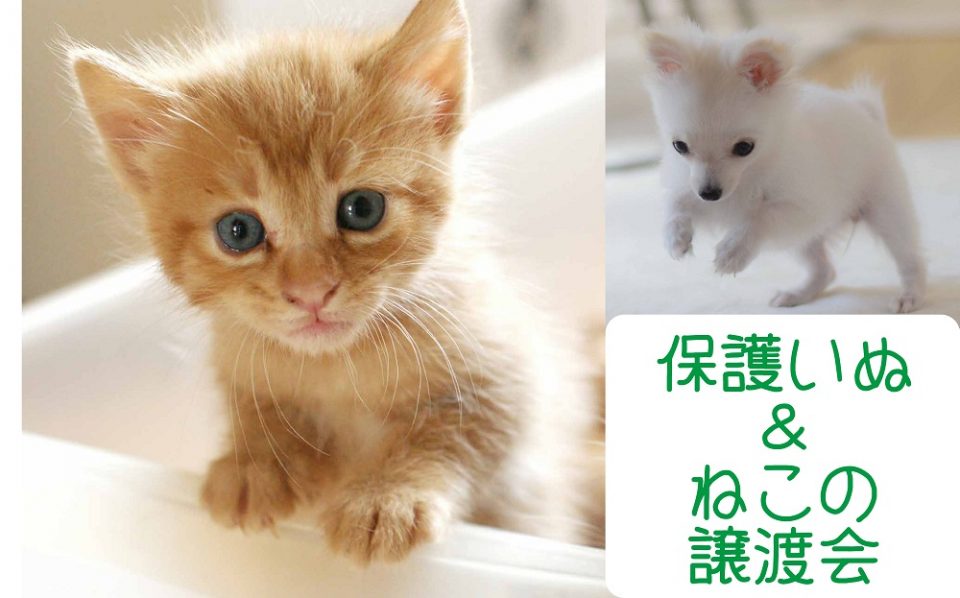 第4回保護いぬ&ねこの譲渡会