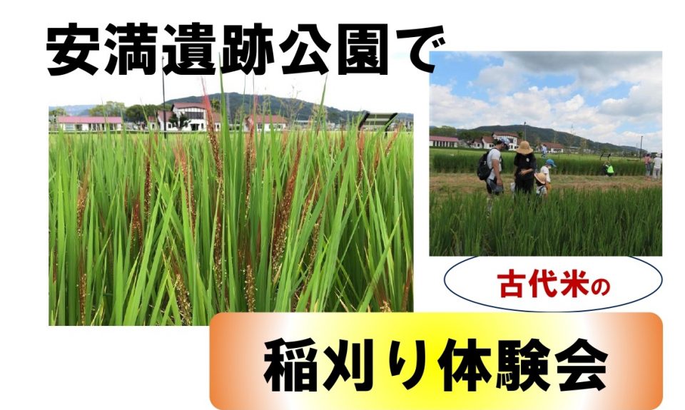 古代米の稲刈り体験会