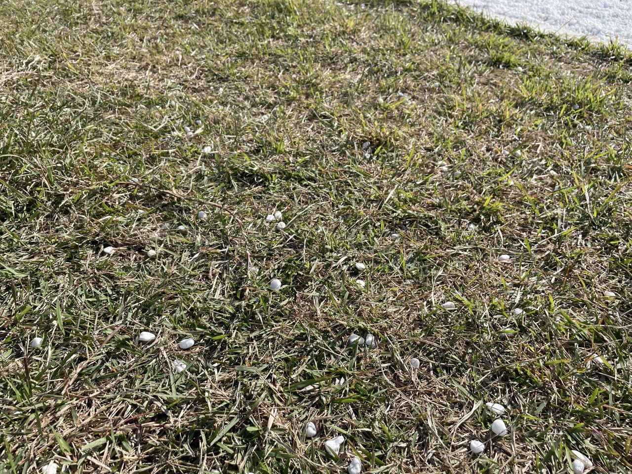 ワンデイボランティア　～新年白石拾いNo.1決定戦!!～