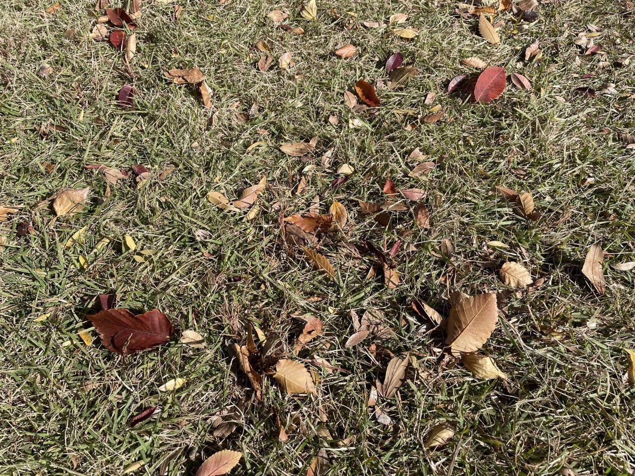 ワンデイボランティア