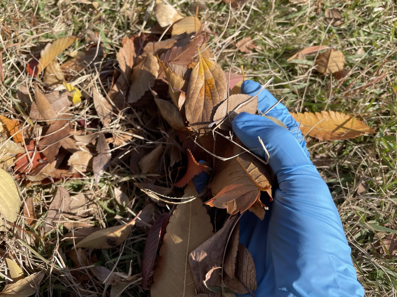 ワンデイボランティア