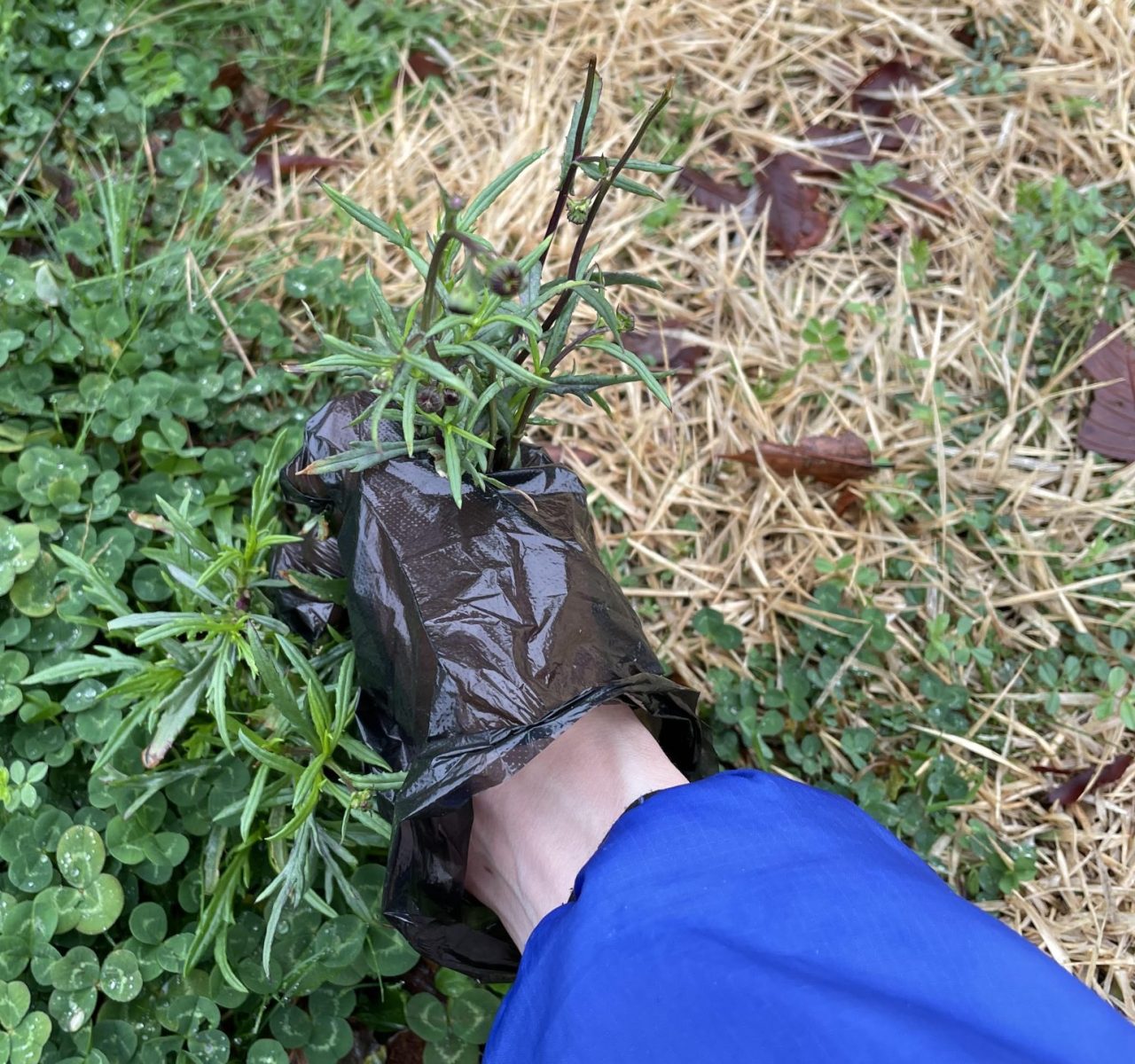 ワンデイボランティア　～みんなで公園の植物を守ろう!～～
