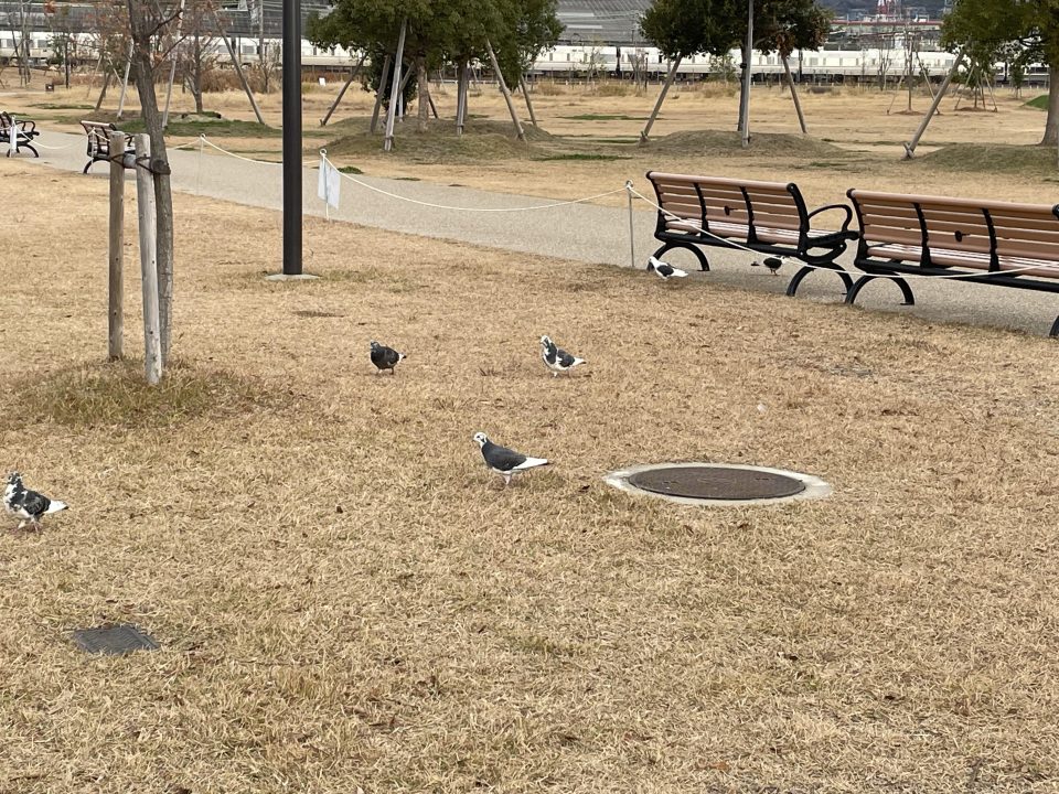 カワラバト