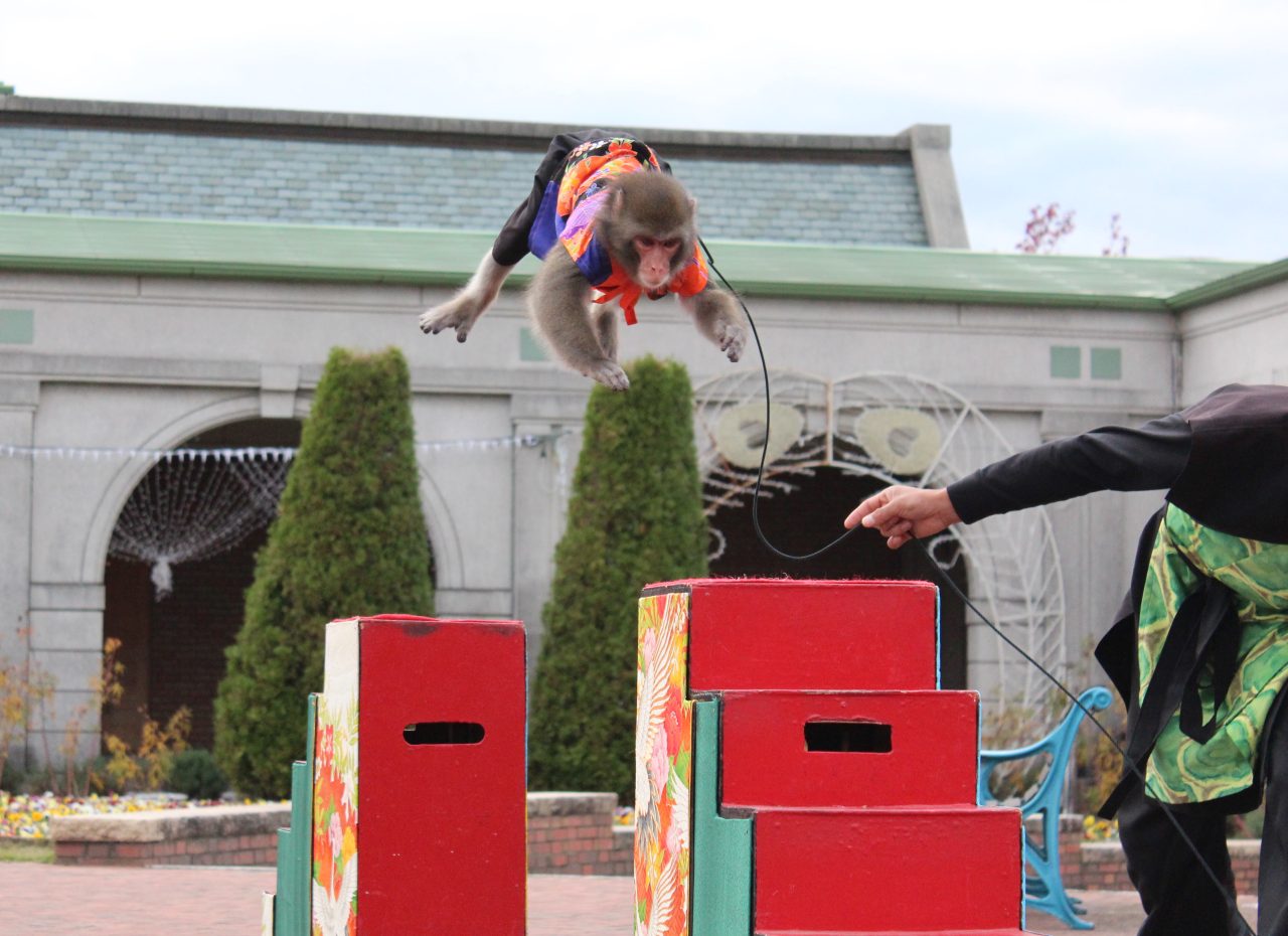 日本伝統芸能 猿まわし