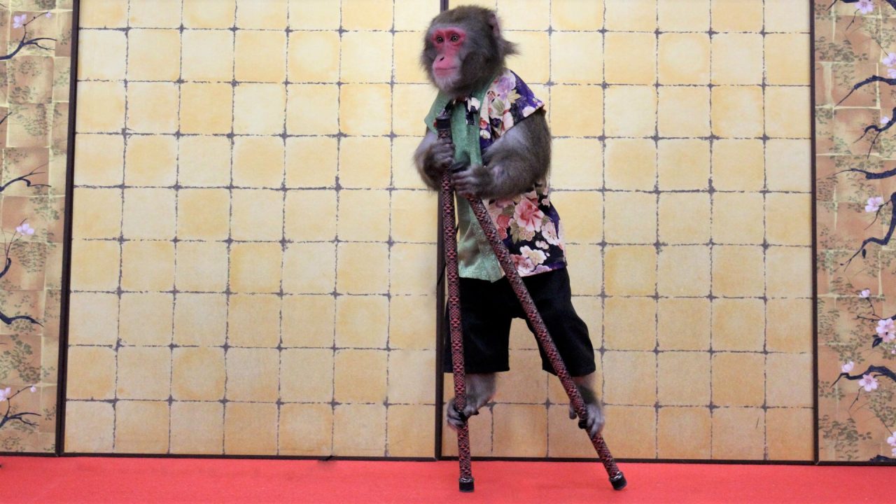 日本伝統芸能 猿まわし