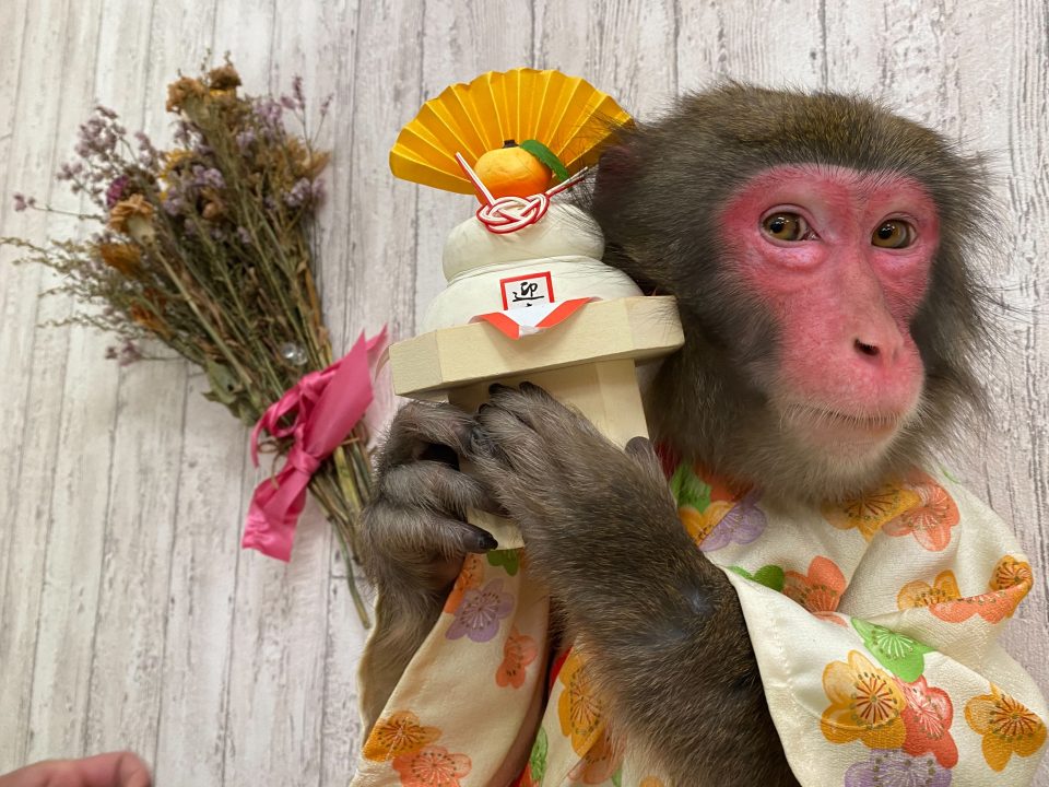 日本伝統芸能 猿まわし