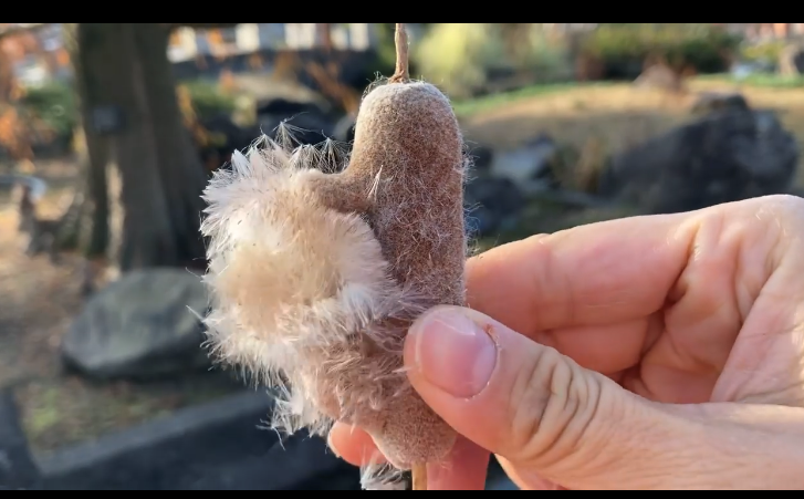 ガマ爆発を体験しよう！