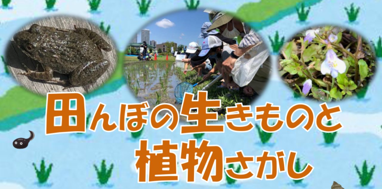 田んぼの生きものと植物さがし