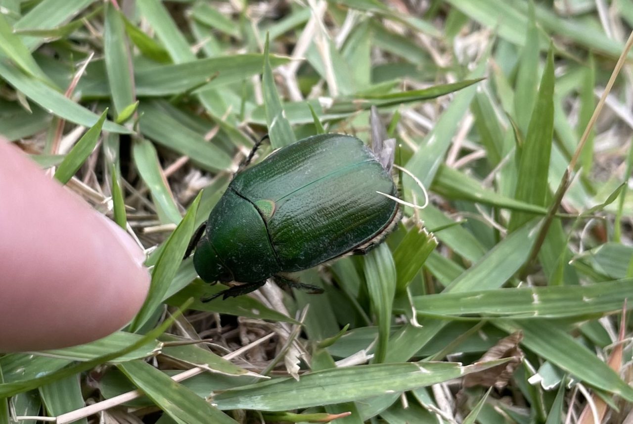 昆虫知って発見隊!!