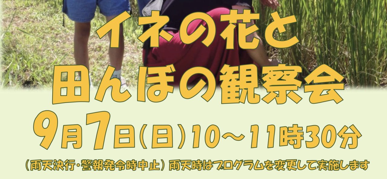 イネの花と田んぼの観察会