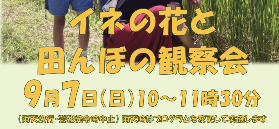 イネの花と田んぼの観察会