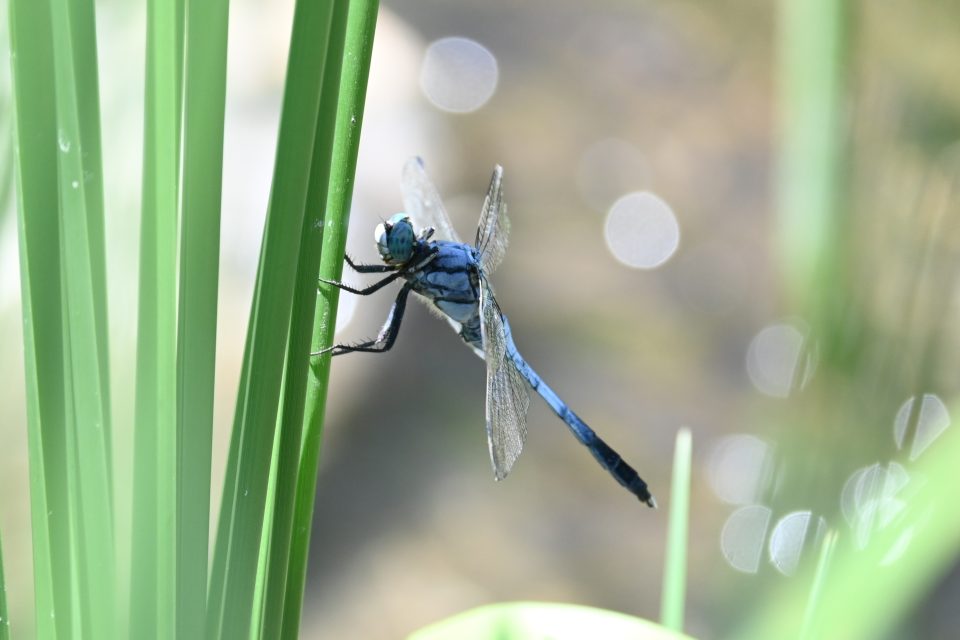 シオカラトンボ