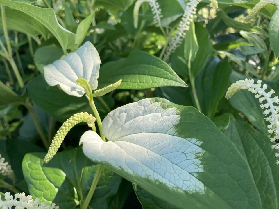 ハンゲショウ(半夏生・半化粧)