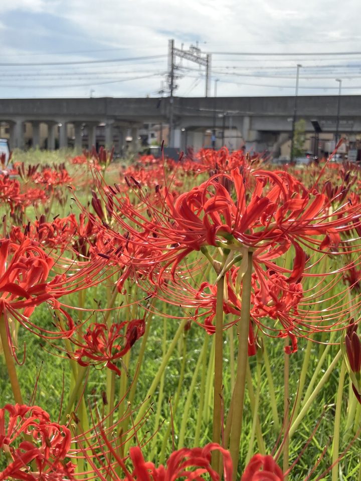ヒガンバナ(彼岸花)