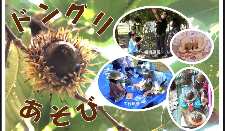 ドングリあそび