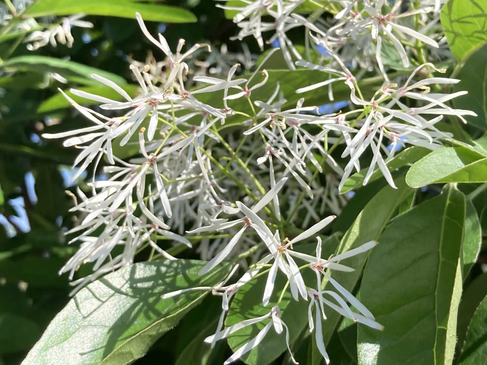 ナンジャモンジャ