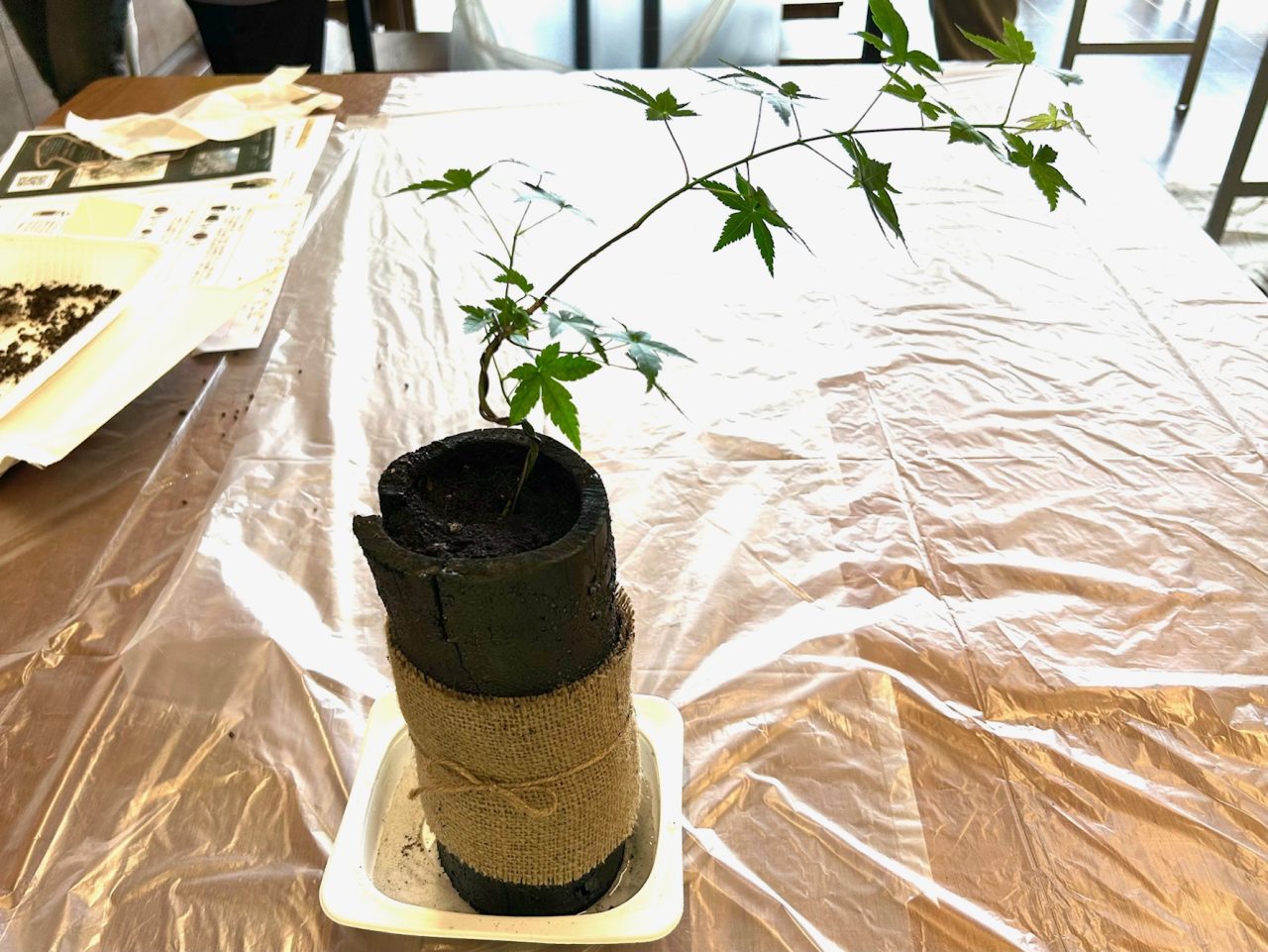 和モダンな竹炭ミニ鉢植えをつくろう