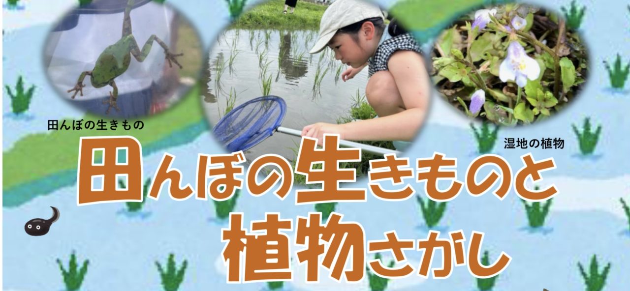 田んぼの生きものと植物さがし