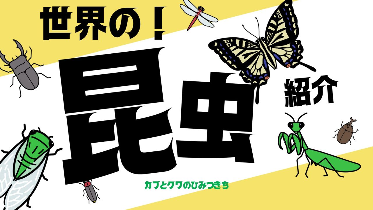 カブとクワのひみつきち