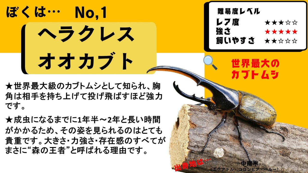 カブとクワのひみつきち