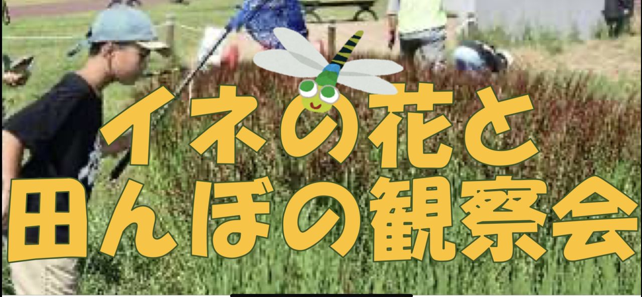 イネの花と田んぼの観察会