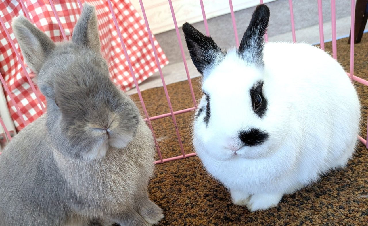 ふれあい動物村