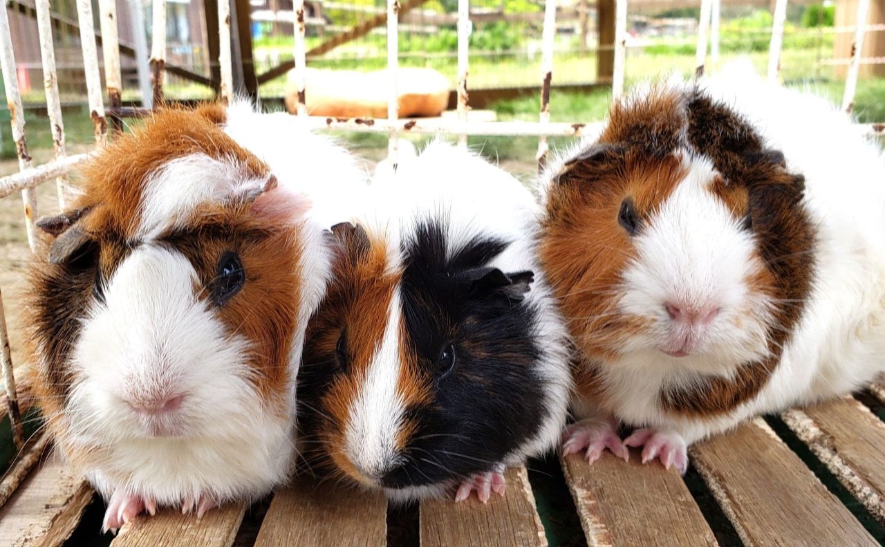 ふれあい動物村