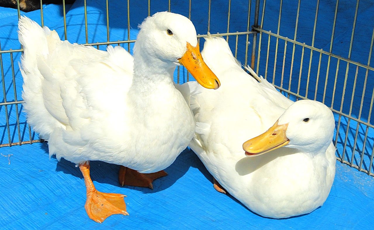 ふれあい動物村