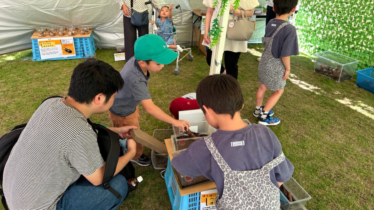 カブとクワのひみつきち