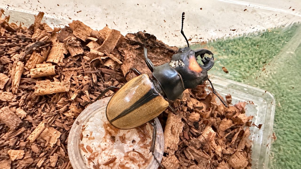 カブとクワのひみつきち