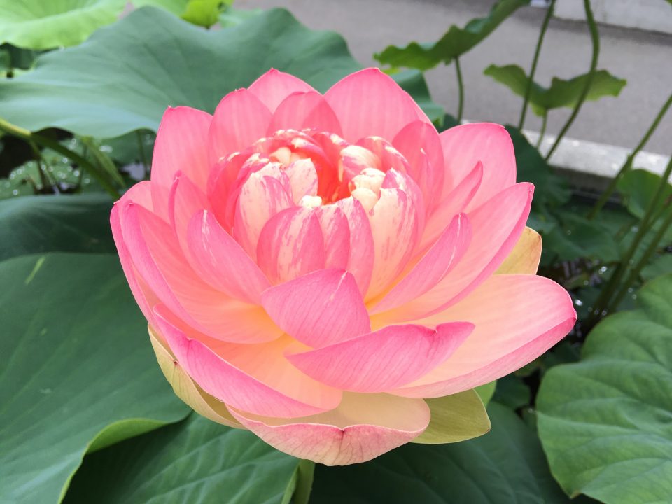 茶室夕照庵イベント 花継のつどい「蓮」