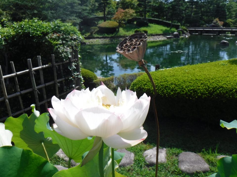 花継ぎのつどい~蓮~