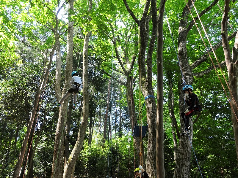 木登り体験ツリーイング