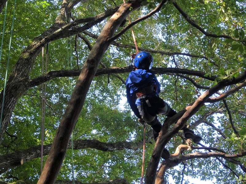 木登り体験ツリーイング