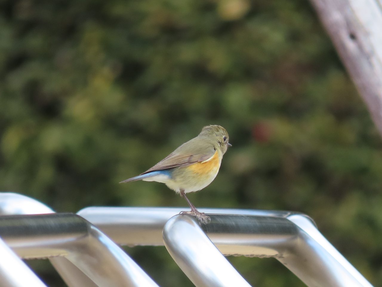 びぶんで野鳥さがし