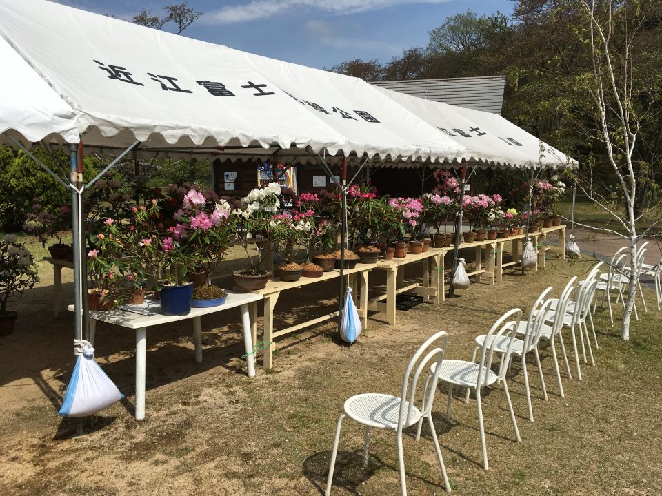 シャクナゲ展示会・接ぎ木教室