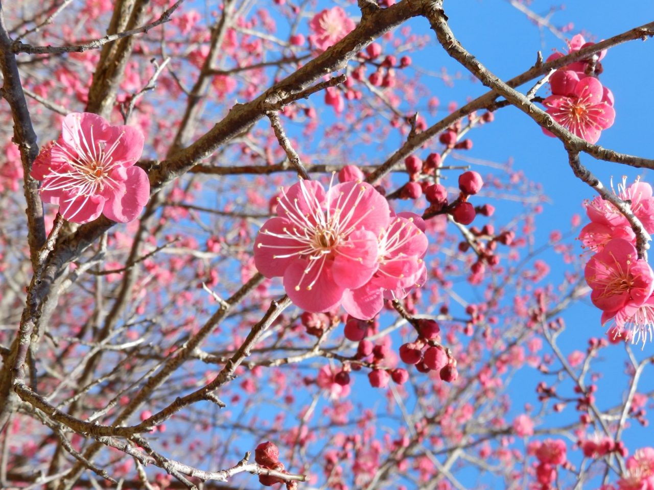 年01月 年01月 のブログ一覧 近江富士花緑公園