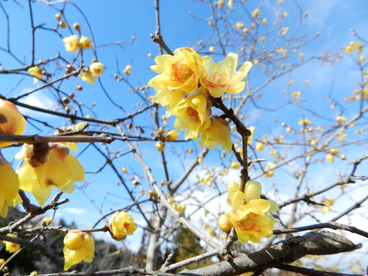 開花情報 梅が咲き始めました 近江富士花緑公園