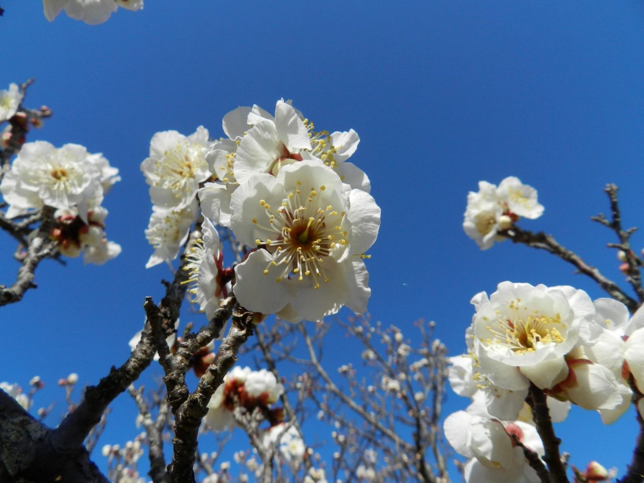 開花情報 里の家周辺の梅林 白梅八分咲き 紅梅見頃過ぎ 近江富士花緑公園