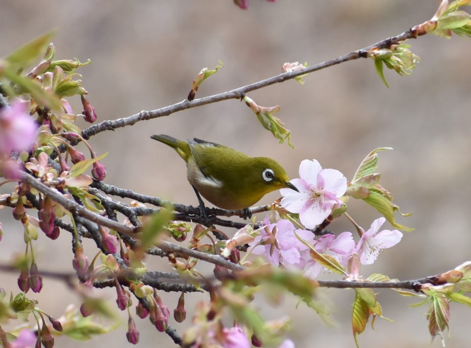 公園に来たくなる写真展