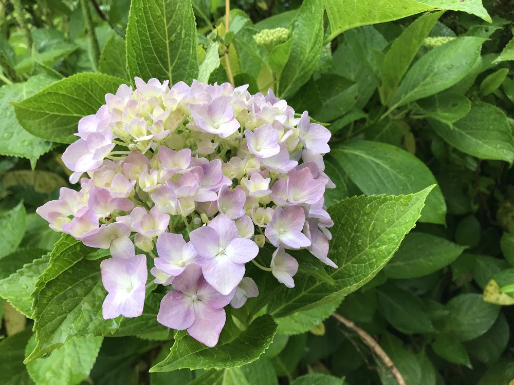 近江富士花緑公園ブログ ページ 19