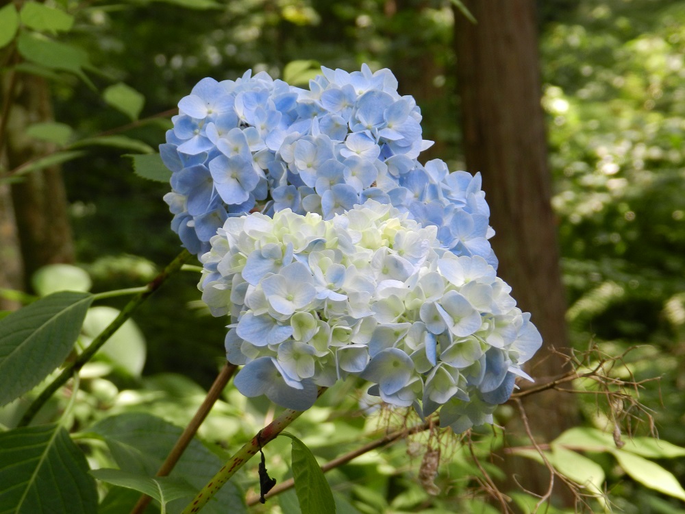 近江富士花緑公園ブログ ページ 19