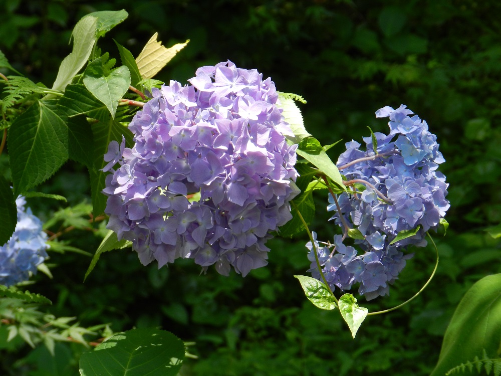 近江富士花緑公園ブログ ページ 19