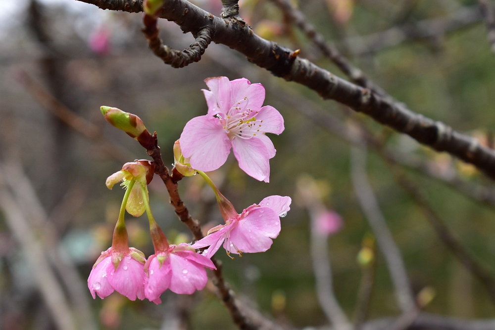 開花情報開花情報 一覧 ページ 2 開花情報開花情報 一覧 ページ 2