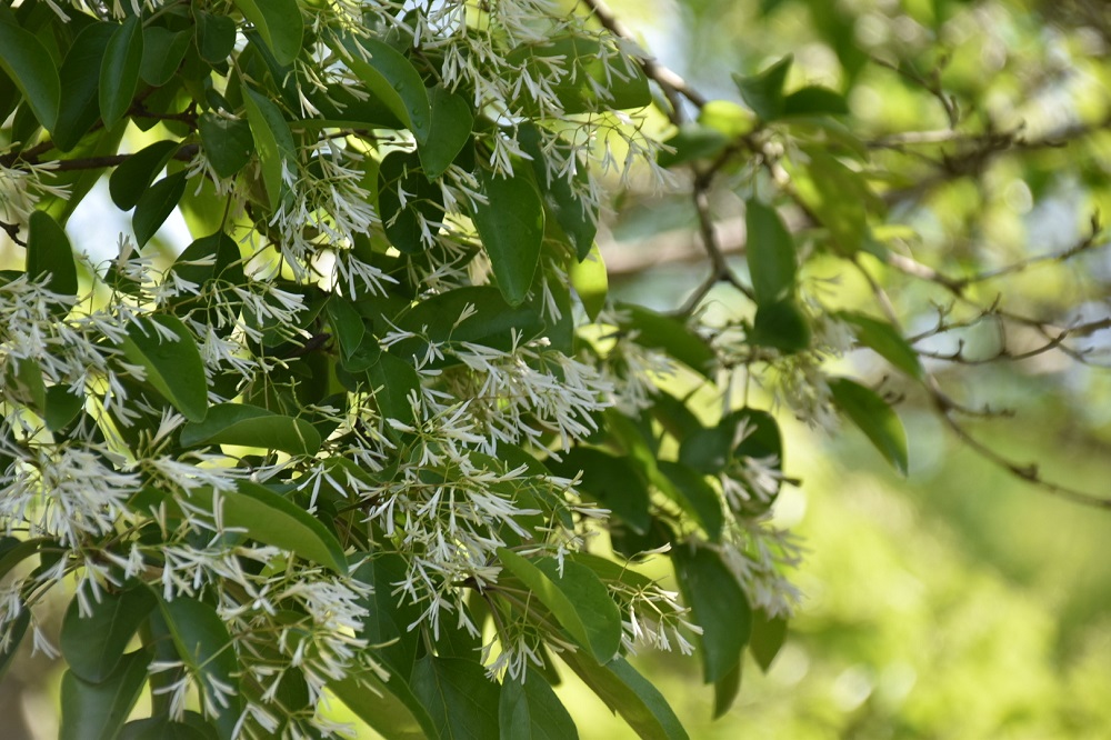 のブログ一覧 ｜ すぐそこにある、森の豊かな時間。近江富士花緑公園